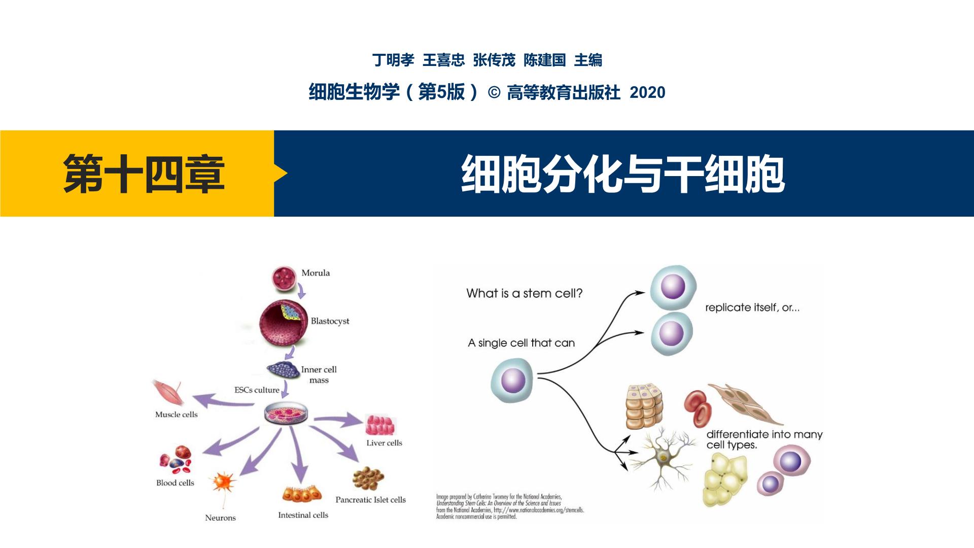第14章 细胞分化与干细胞课件PPT