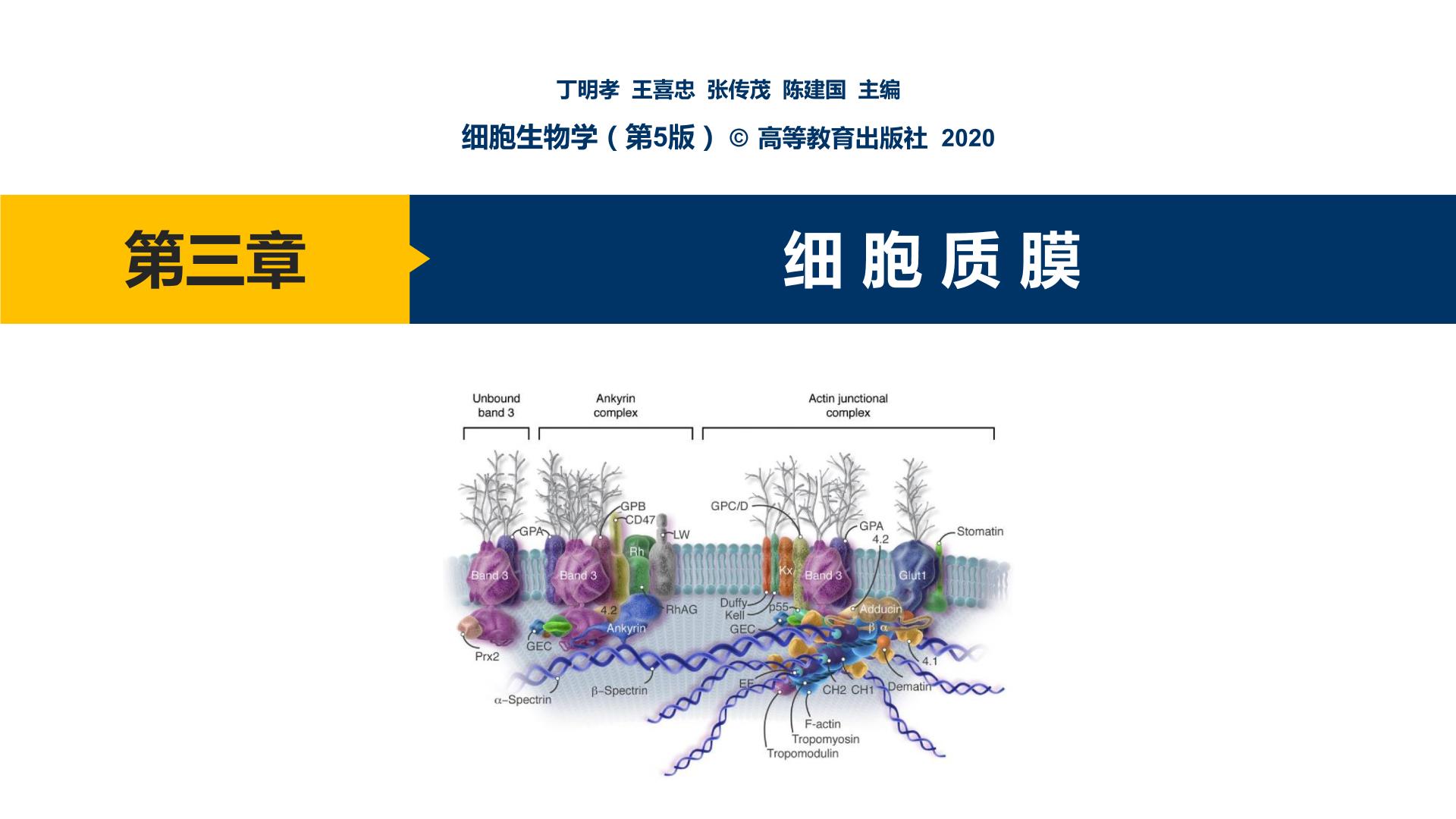 第03章 细胞质膜课件PPT