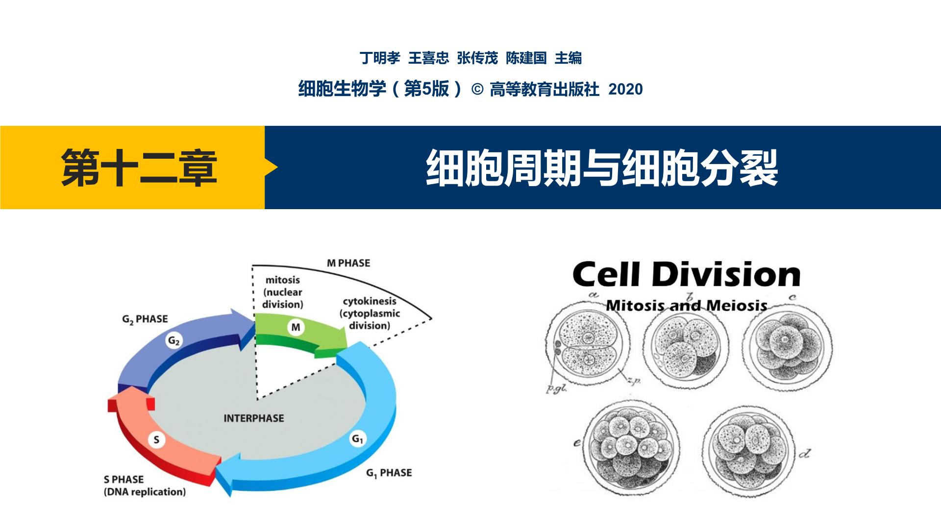 第12章 细胞周期与细胞分裂课件PPT