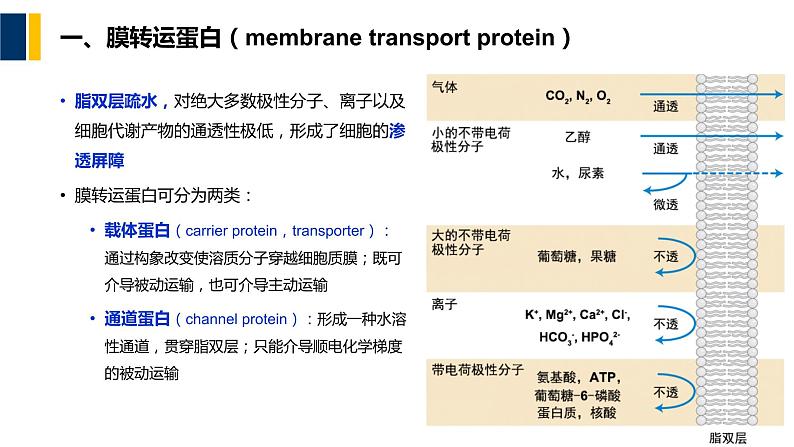 第04章 物质的跨膜运输课件PPT05