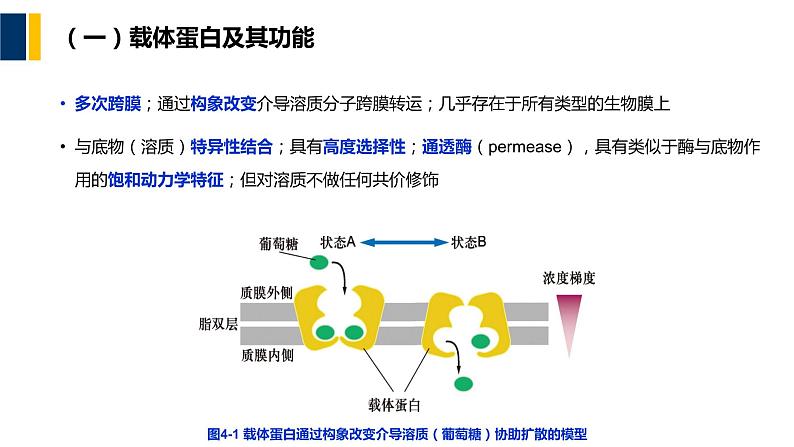 第04章 物质的跨膜运输课件PPT06