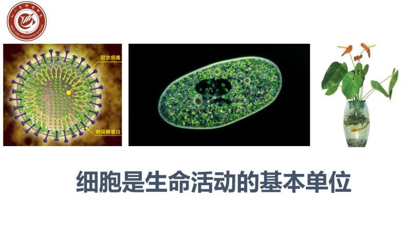 1.1.细胞是生命活动的基本单位课件PPT01