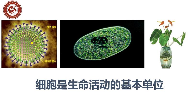 1.1.细胞是生命活动的基本单位课件PPT第1页