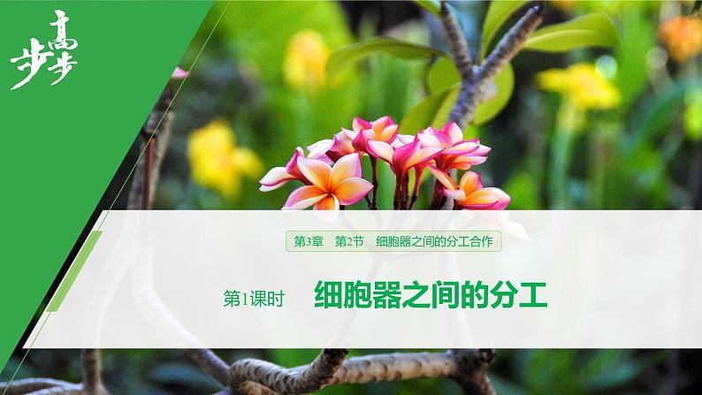 2020年高中生物新教材同步必修第一册 第3章 第2节 第1课时 细胞器之间的分工课件PPT第1页