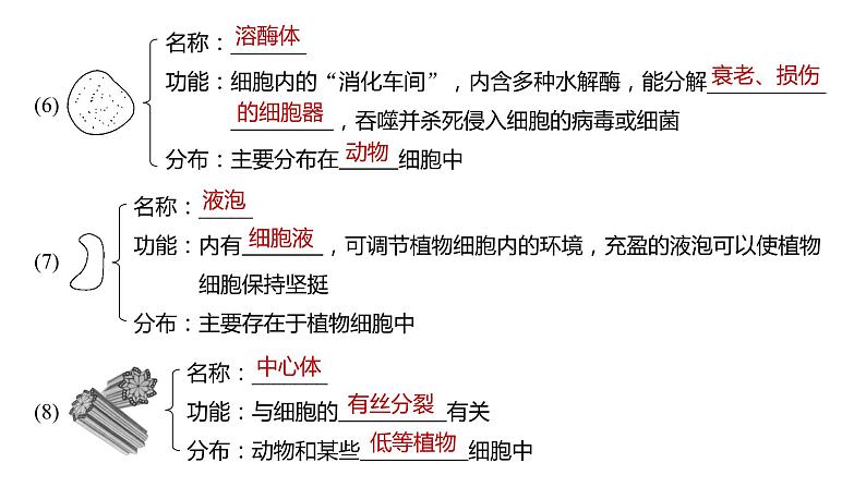 2020年高中生物新教材同步必修第一册 第3章 第2节 第1课时 细胞器之间的分工课件PPT第7页