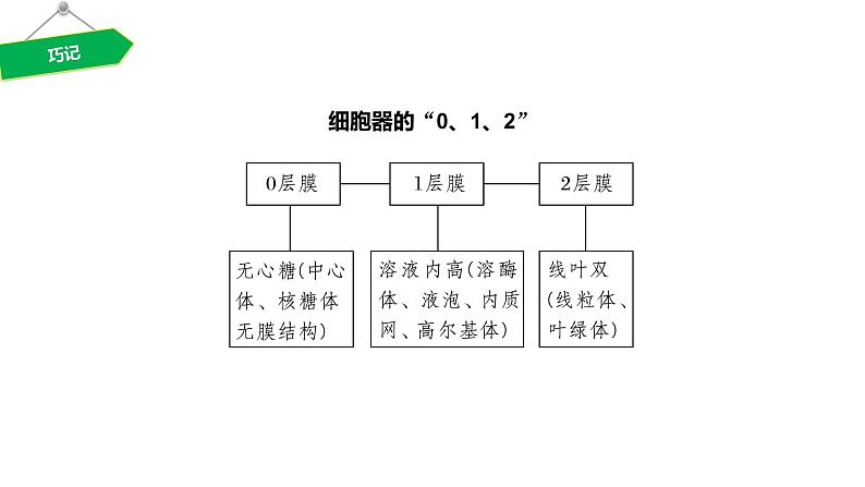2020年高中生物新教材同步必修第一册 第3章 第2节 第1课时 细胞器之间的分工课件PPT第8页