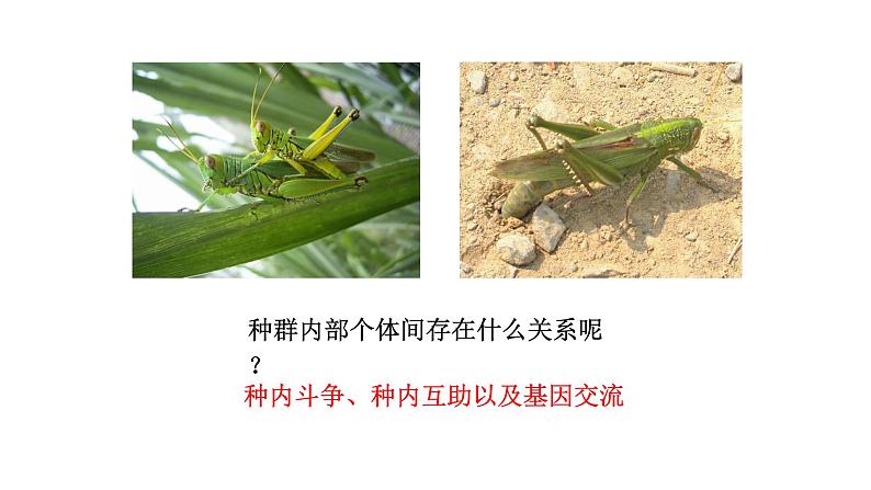 高中生物必修二 7.2 现代生物进化理论课件PPT06