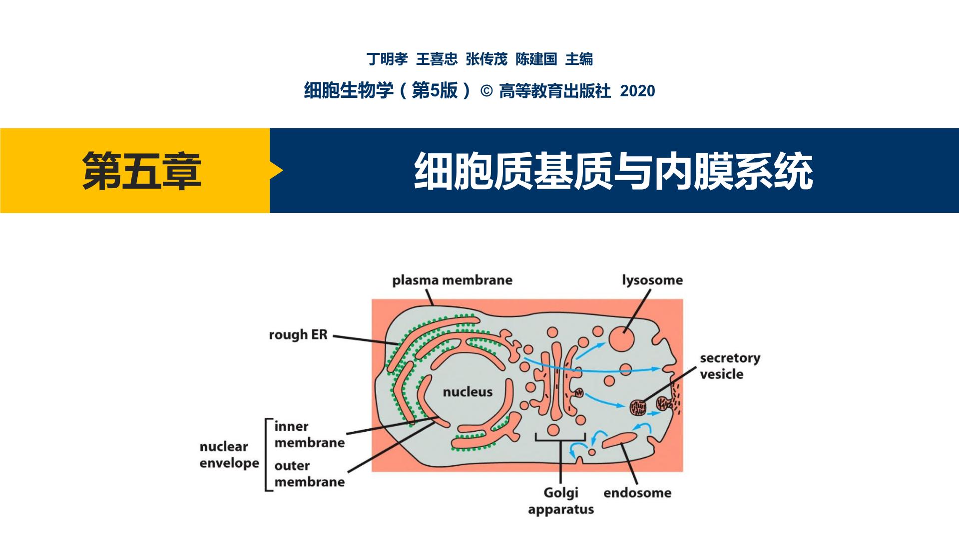 第05章 细胞质基质与内膜系统课件PPT
