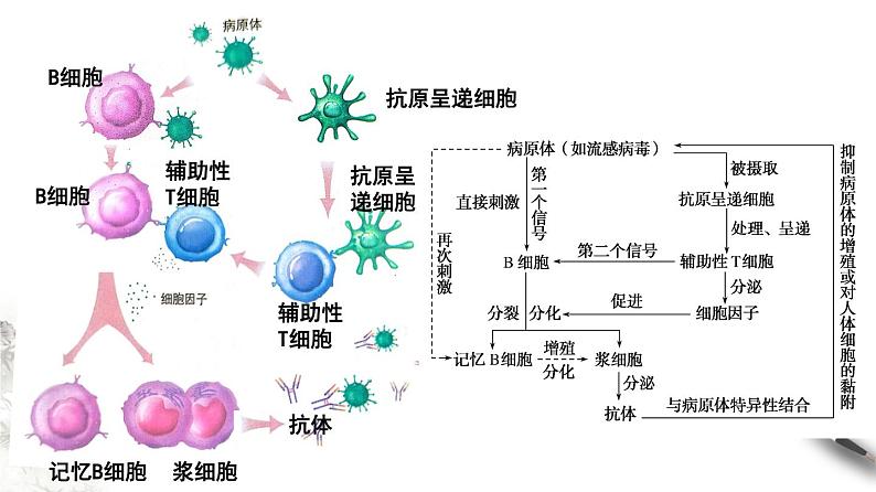 4.2 特异性免疫(课件)-2020-2021学年上学期高二生物学同步精品课堂(新教材人教版选择性必修1)(共23张PPT)第7页