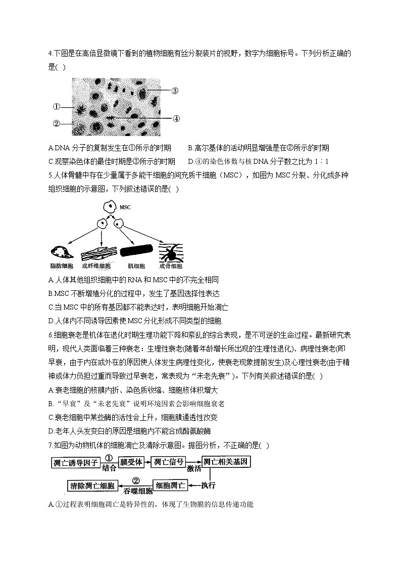 【新课标新高考】2022届高考生物二轮复习专题练AB卷 专题七 细胞的生命历程(B卷)第2页