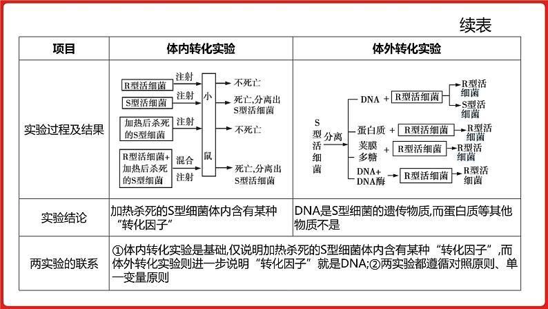 全国通用高中生物 一轮复习 第四单元 专题十 遗传的分子基础课件PPT第8页