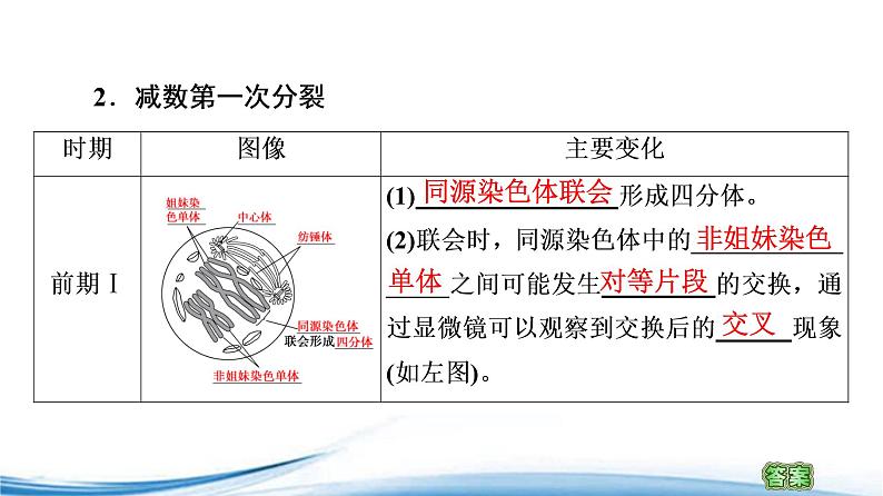 减数分裂产生精子或卵细胞PPT课件免费下载06