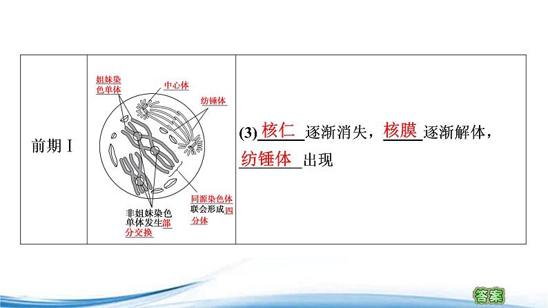 减数分裂产生精子或卵细胞PPT课件免费下载07