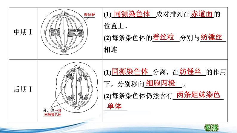 减数分裂产生精子或卵细胞PPT课件免费下载08