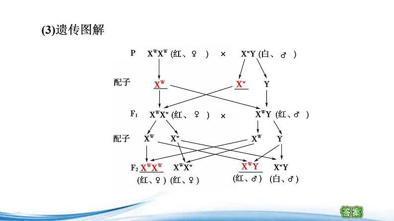 基因位于染色体上的实验证据PPT课件免费下载08