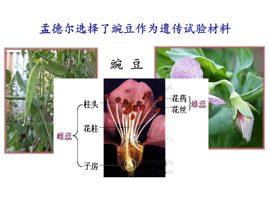 高中生物人教版(2019)必修2 第1章第1節(jié) 孟德爾的豌豆雜交實(shí)驗(yàn)(一)課件(41張)第6頁(yè)
