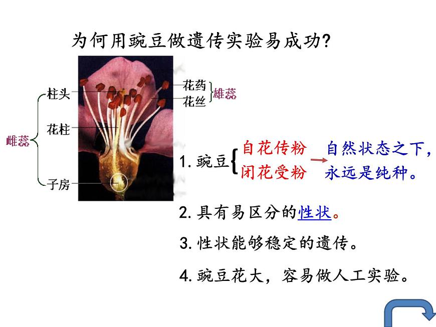 高中生物人教版(2019)必修2 第1章第1節(jié) 孟德爾的豌豆雜交實(shí)驗(yàn)(一)課件(41張)第7頁(yè)