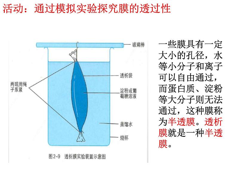 浙科版(2019)高中地理必修一2.2 细胞膜控制细胞与周围环境的联系 课件(共33张PPT)第3页