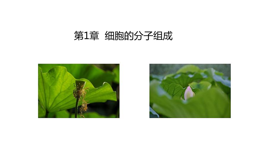 1.1 細胞中的元素和無機化合物（課件）（蘇教版必修1)第3頁
