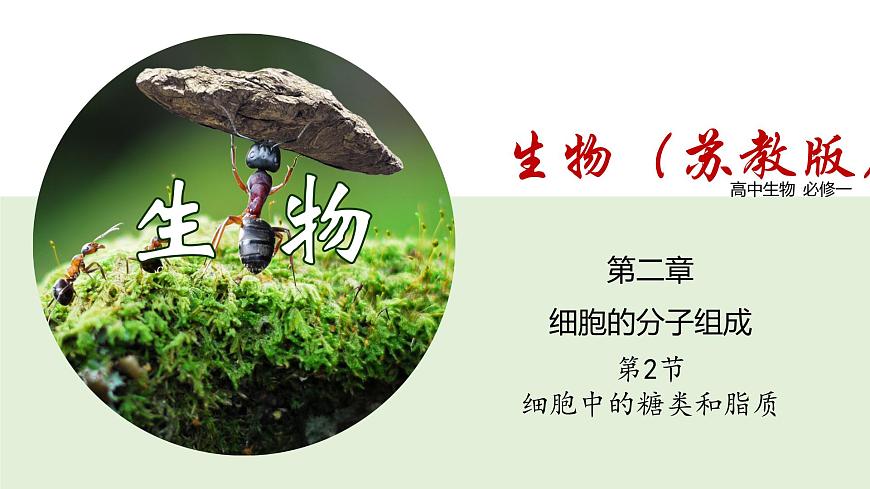 1.2 細(xì)胞中的糖類和脂質(zhì)（課件）（蘇教版必修1)第1頁