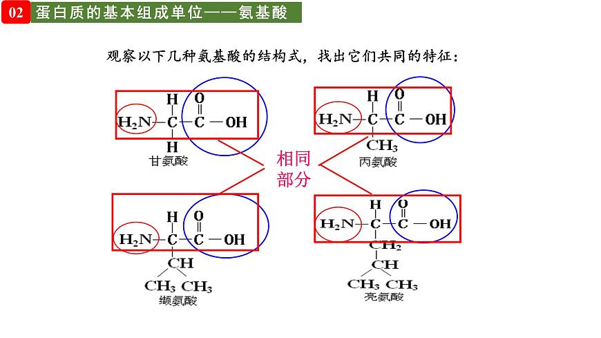 1.3 細(xì)胞中的蛋白質(zhì)和核酸（課件）（蘇教版必修1)第6頁