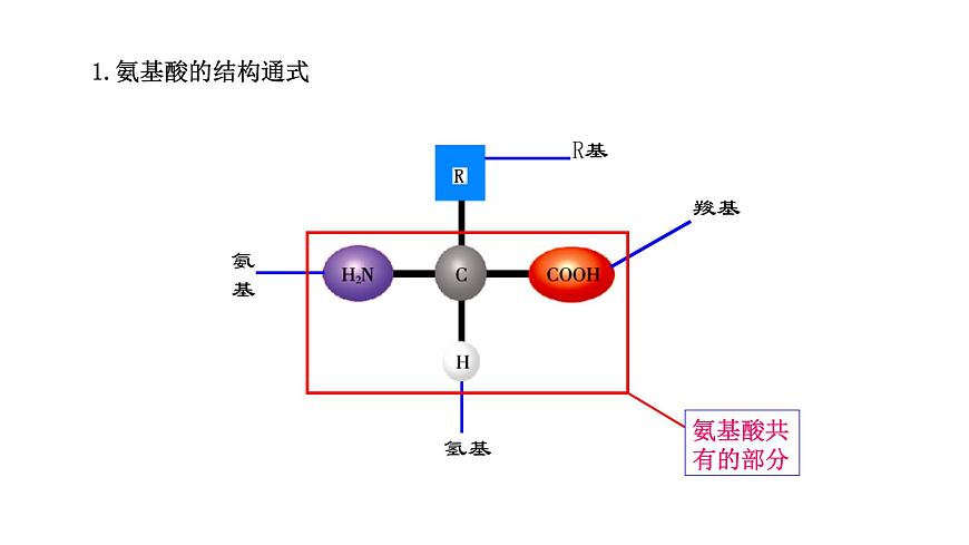 1.3 細(xì)胞中的蛋白質(zhì)和核酸（課件）（蘇教版必修1)第7頁