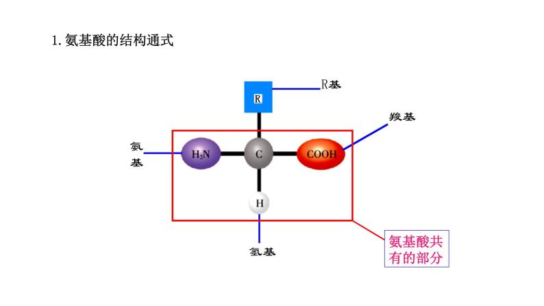 细胞中的蛋白质和核酸PPT课件免费下载07