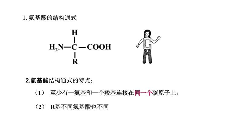 细胞中的蛋白质和核酸PPT课件免费下载08