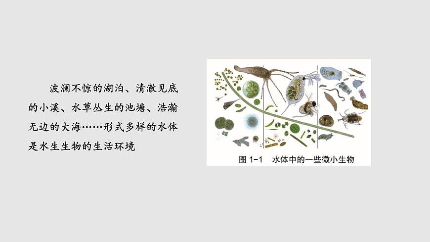 2.1 細胞學(xué)說——現(xiàn)代生物學(xué)的“基石”（課件）（蘇教版必修1)第2頁