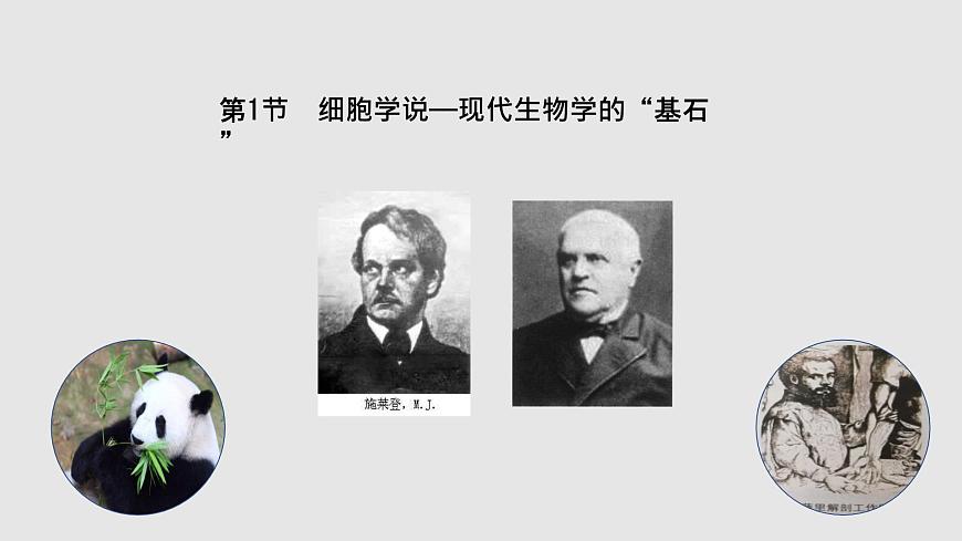 2.1 細胞學(xué)說——現(xiàn)代生物學(xué)的“基石”（課件）（蘇教版必修1)第4頁