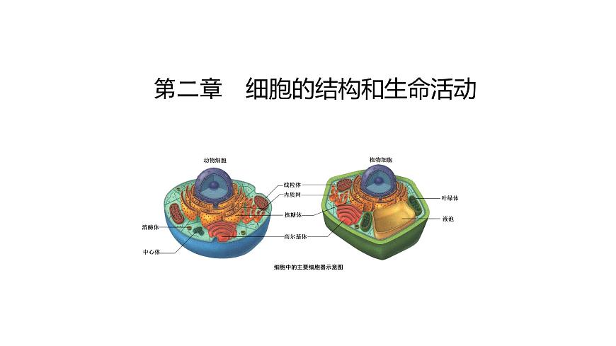 2.2 細(xì)胞——生命活動的基本單位（課件）（蘇教版必修1)第3頁