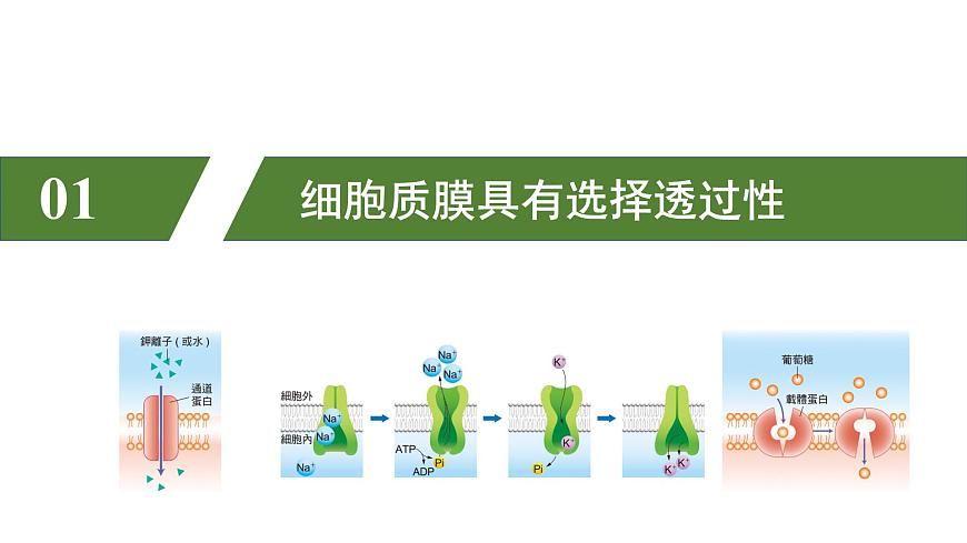 2.3 物質(zhì)進(jìn)出細(xì)胞的方式（課件）（蘇教版必修1)第5頁