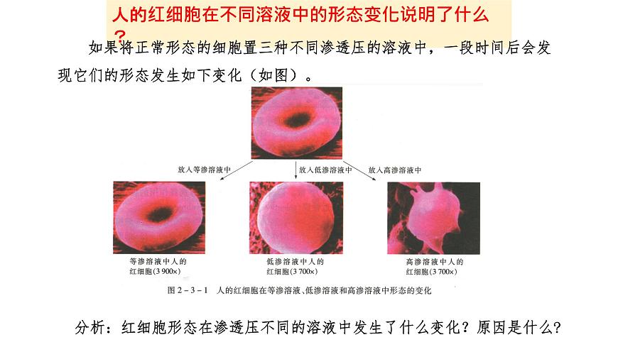 2.3 物質(zhì)進(jìn)出細(xì)胞的方式（課件）（蘇教版必修1)第6頁