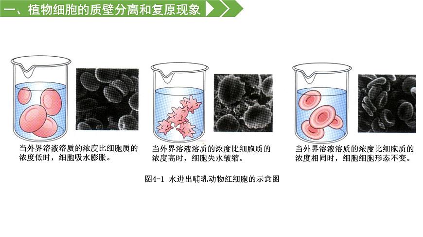 2.3 物質(zhì)進(jìn)出細(xì)胞的方式（課件）（蘇教版必修1)第7頁