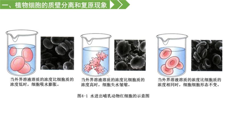 物质进出细胞的运输方式PPT课件免费下载07