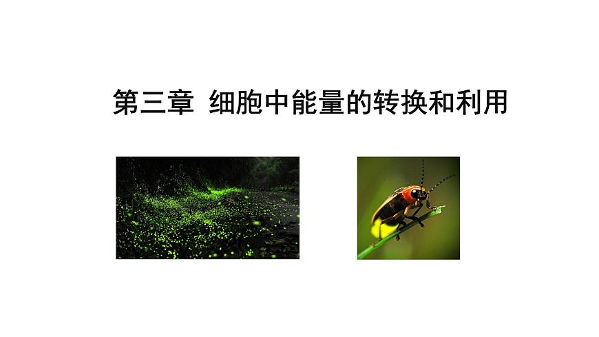 3.1 生命活動(dòng)需要酶和能源物質(zhì)（課件）（蘇教版必修1)第3頁(yè)