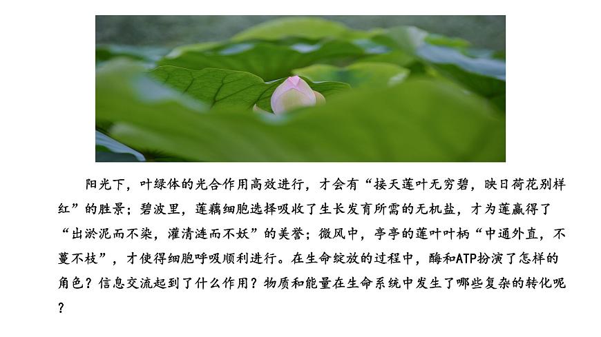 3.1 生命活動(dòng)需要酶和能源物質(zhì)（課件）（蘇教版必修1)第5頁(yè)