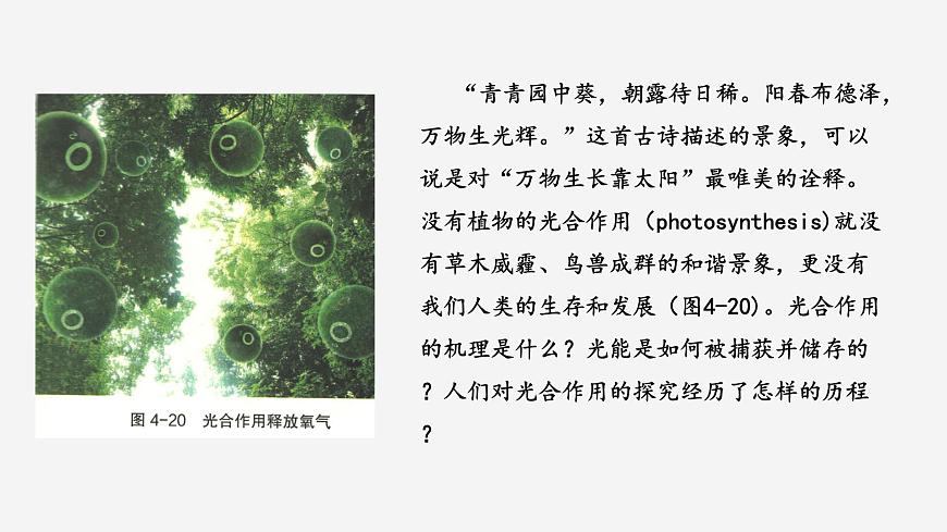 3.2 光合作用——光能的捕獲和轉(zhuǎn)換（課件）（蘇教版必修1)第2頁(yè)