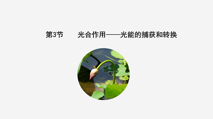 3.2 光合作用——光能的捕獲和轉(zhuǎn)換（課件）（蘇教版必修1)第3頁(yè)