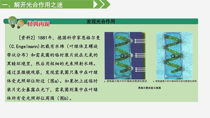 3.2 光合作用——光能的捕獲和轉(zhuǎn)換（課件）（蘇教版必修1)第7頁(yè)