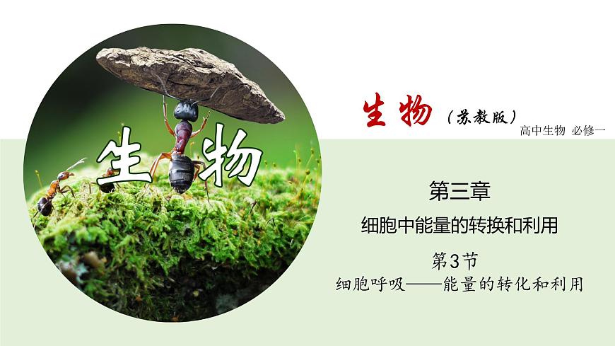 3.3 細(xì)胞呼吸——能量的轉(zhuǎn)化和利用（課件）（蘇教版必修1)第1頁