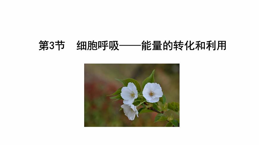 3.3 細(xì)胞呼吸——能量的轉(zhuǎn)化和利用（課件）（蘇教版必修1)第3頁