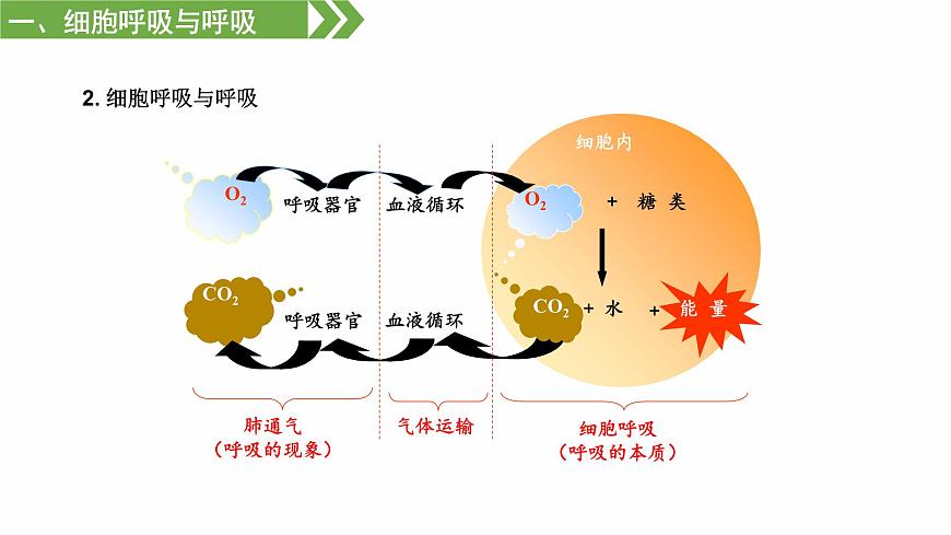 3.3 細(xì)胞呼吸——能量的轉(zhuǎn)化和利用（課件）（蘇教版必修1)第5頁