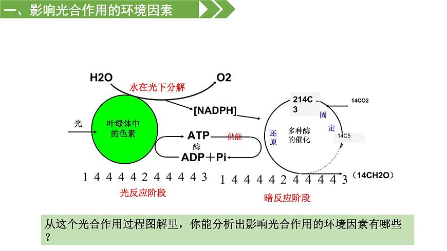 3.4 影響光合作用和細(xì)胞呼吸的環(huán)境因素（課件）（蘇教版必修1)第3頁