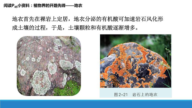 2.4 群落随时间变化有序地演替优质课件(浙科版2019选择性必修2)第4页