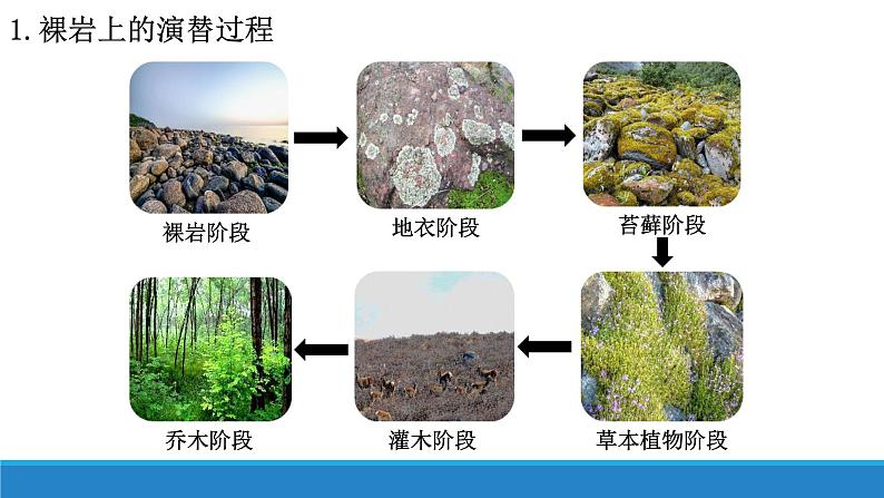 2.4 群落随时间变化有序地演替优质课件(浙科版2019选择性必修2)第6页