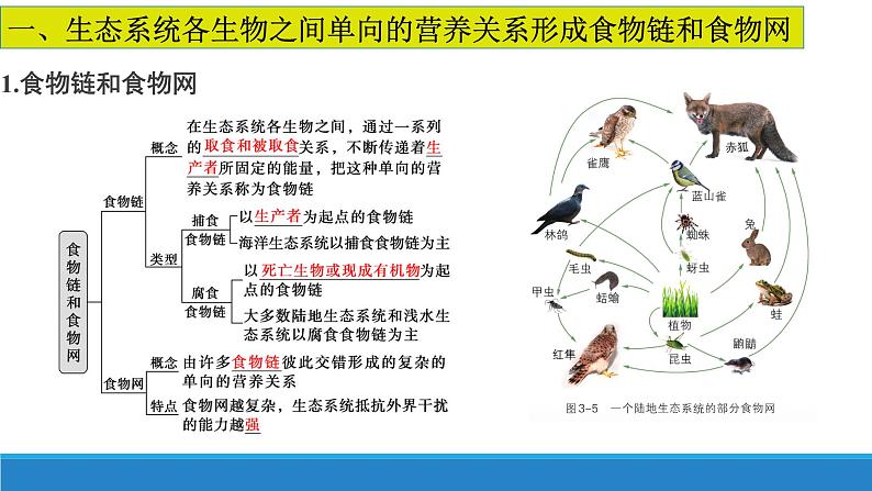 3.2 食物链和食物网形成生态系统的营养结构优质课件(浙科版2019选择性必修2)第4页