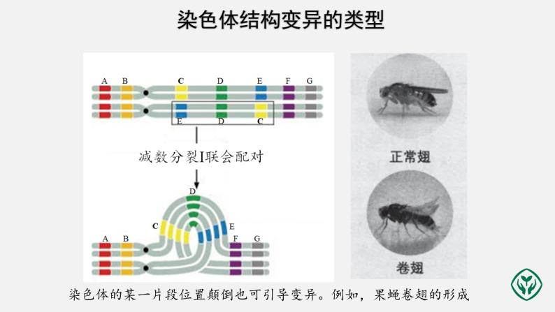 第5章第2节 染色体变异（第2课时）课件PPT05