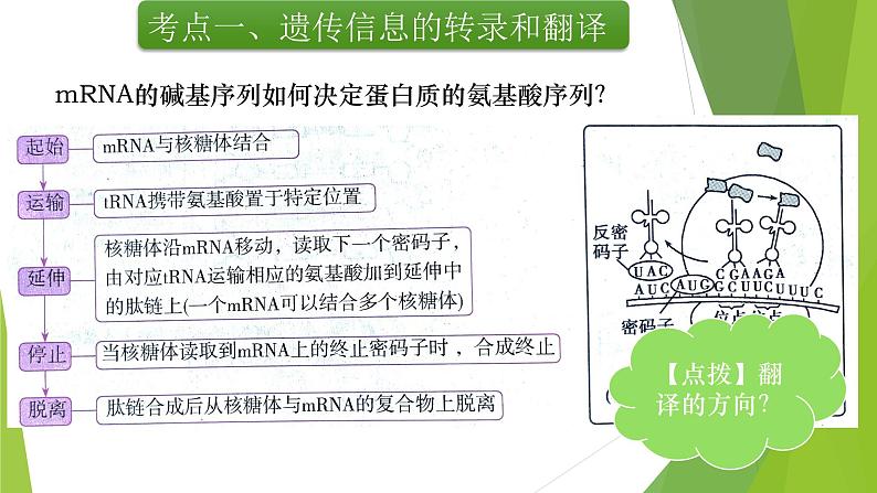 专题7 基因的表达-备战2022年高考生物复习专题精品课件第6页