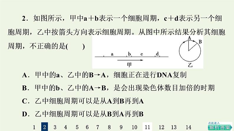 高考生物一轮复习课后集训12细胞的增殖课件第5页